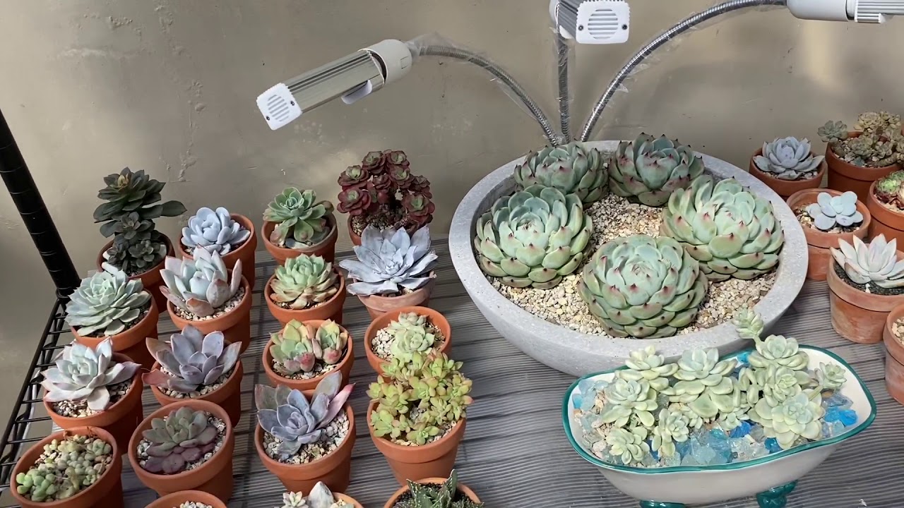 How to choose the right pot for your succulent! - YouTube