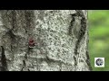 Likenée Du Peuplier Poplar Underwing Catocala Semirelicta 
