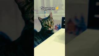 Кот Саймон сидит за столом #cat #funny #приколы #видосыоткота #кошки #прикольныекоты #kitten #live
