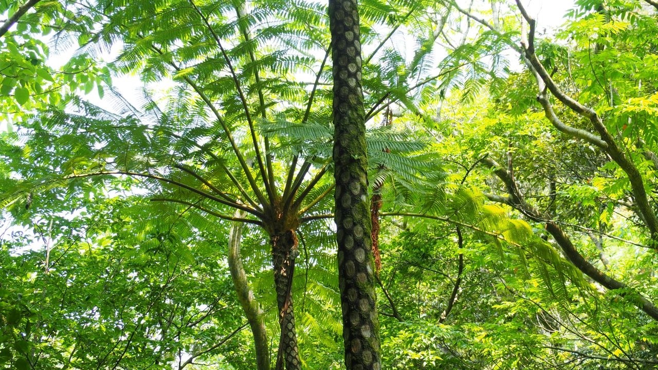 キツツキのドラミングが響く奄美の森　イジュやノボタンの花など　自然の音/リラックス/休息