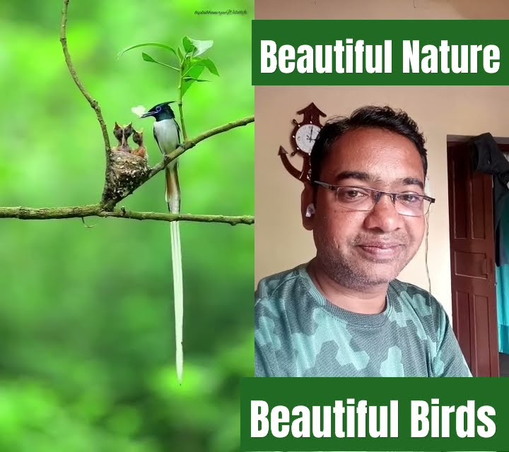 Beautiful Nature # Beautiful birds #shortvideo #love #birds #nature # ...