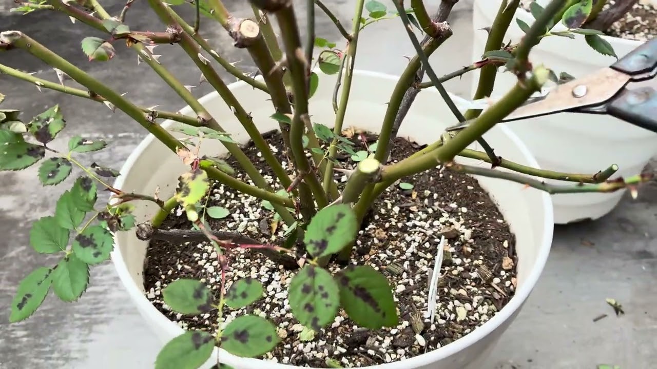 2026年1月28日-黃金慶典修剪視頻，第一次挑戰邊修剪邊拍攝，錄製的不好請多包含😵‍💫，歡迎對我的修剪留言，謝謝🙏