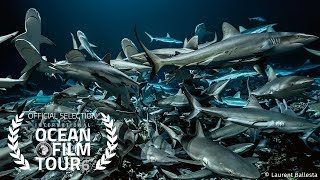 Bande annonce 700 requins dans la nuit 