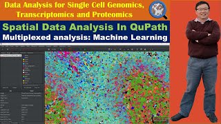 Spatial Data Analysis In QuPath: How to Perform Multiplexed Analysis using Machine Learning method