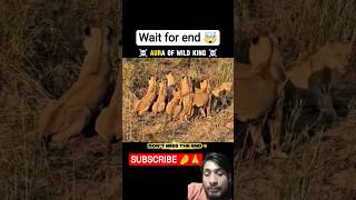 Aura of wild king 🤯 #king #lion #junglelife #jungle #wildlife #shorts #lionhouse #trendingshorts #yt