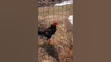 qaib life. #foryourpage #qaib #hmong #hmoobtxojkevuaneej #minnesota