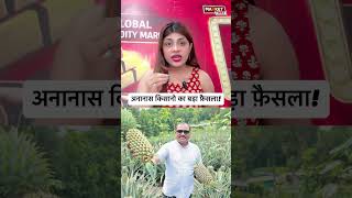 अनानास किसानो का बड़ा फ़ैसला ! #pineapple #agrinews #farmer #commodity #market