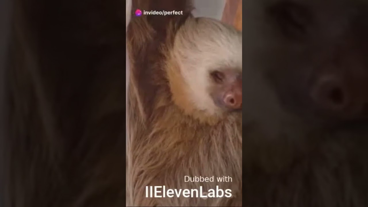 Пять фактов о ленивцах