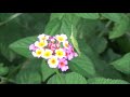 Beginning of video
