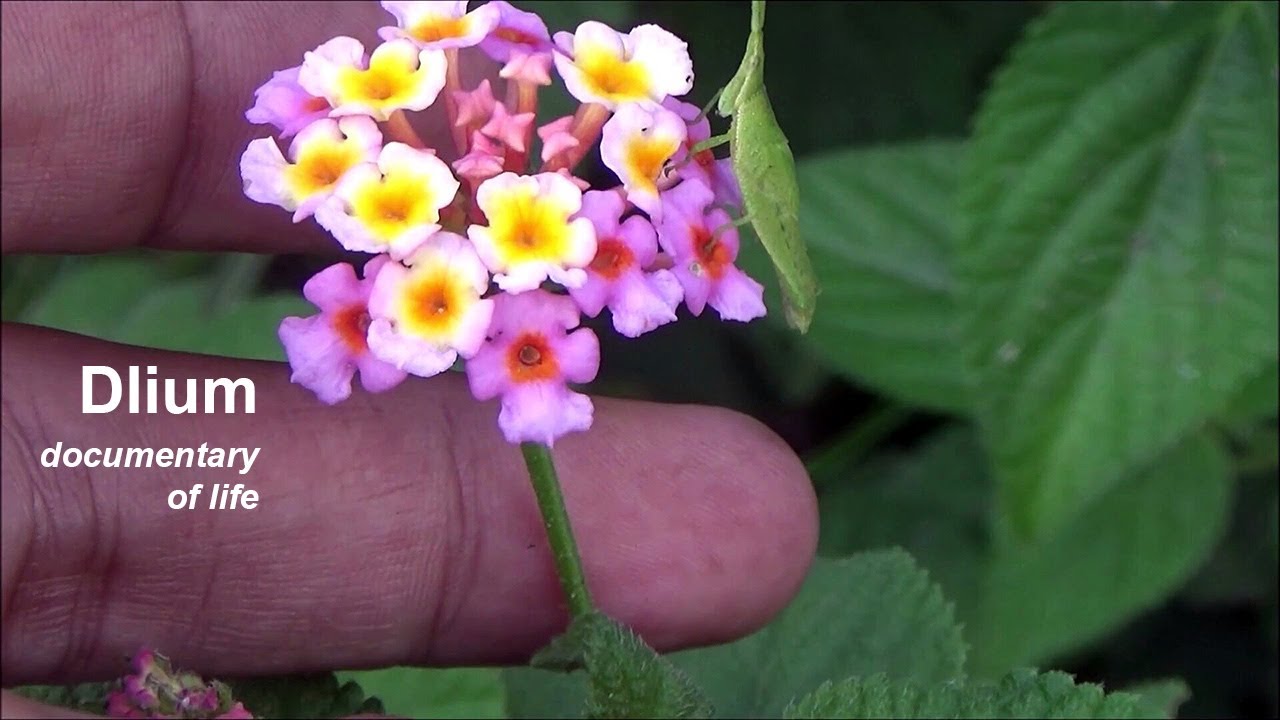 Lantana (Lantana camara) - part 1