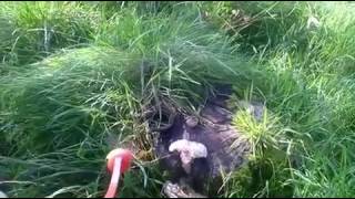 Adder attack