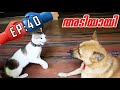 ഇവർ പിരിഞ്ഞു | Puppykuttan webseries EP 40 Malayalam comedy pet short film talking dog