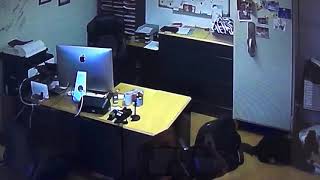 Überwachungsvideo Diebischer Hund Klaut Schokobonbons