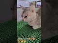 #arrahman #song #music #love #cat #automobile #whowillbemylifepartnerta #catfunny #cute #cat 🩷💖🩷💖🩷💖🩷