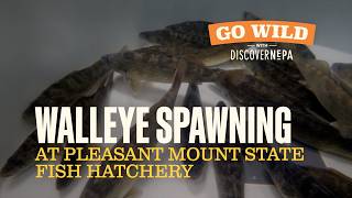 GO WILD with DiscoverNEPA: Walleye Spawning at Pleasant Mount State Fish Hatchery screenshot 1