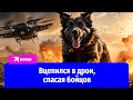 Вцепился в дрон зубами: как пёс Балбес спас российских бойцов