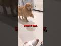 BROKEN FOOT OF DOG 🤢🤩🤢 #shortvideo #cute #shorts
