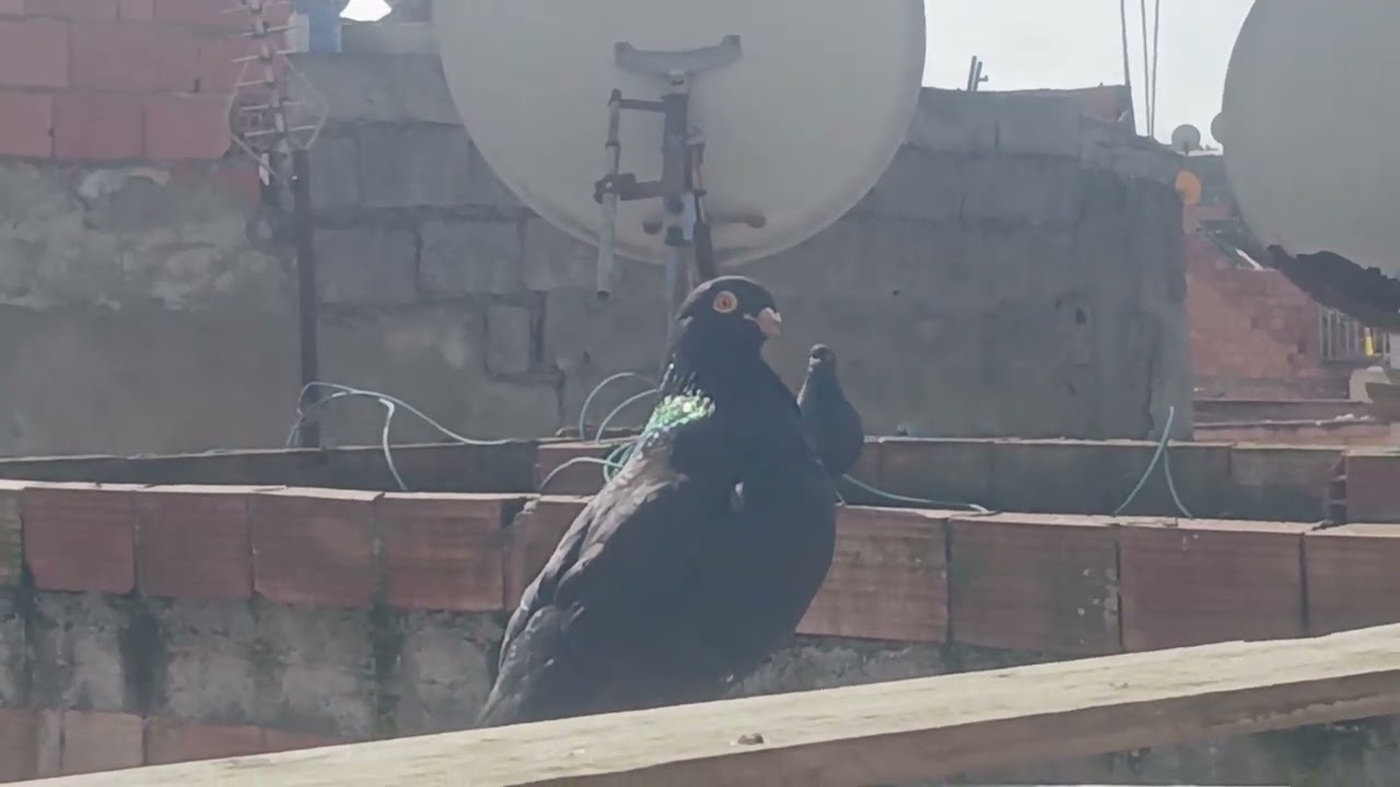 سلام عليكم ورحمة الله وبركاته توليعة خفيفة الله اصخر لجميع 