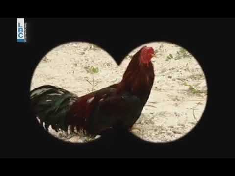 انا بدي ديك اختو