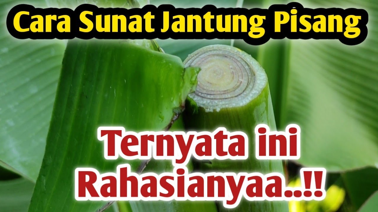 Cara Sunat Jantung Pisang