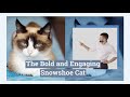 The Bold and Engaging Snowshoe Cat の動画、YouTube動画。