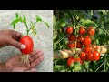 Grow tomato by unique way