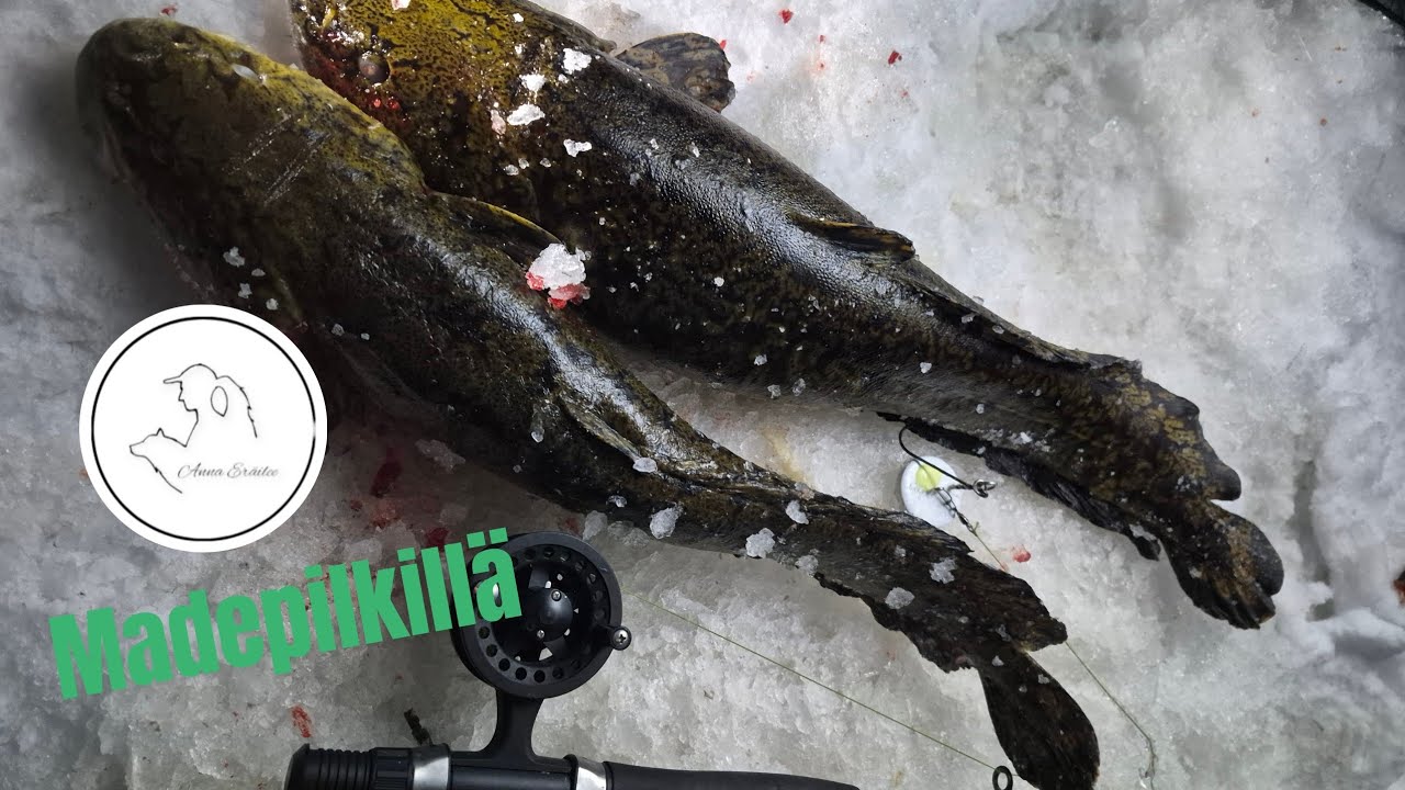 MADEPILKILLÄ | Mateen fileointi ja uunimateen valmistus |