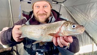 Ice Fishing for BIG Green Bay Whitefish! SO MANY FISH!