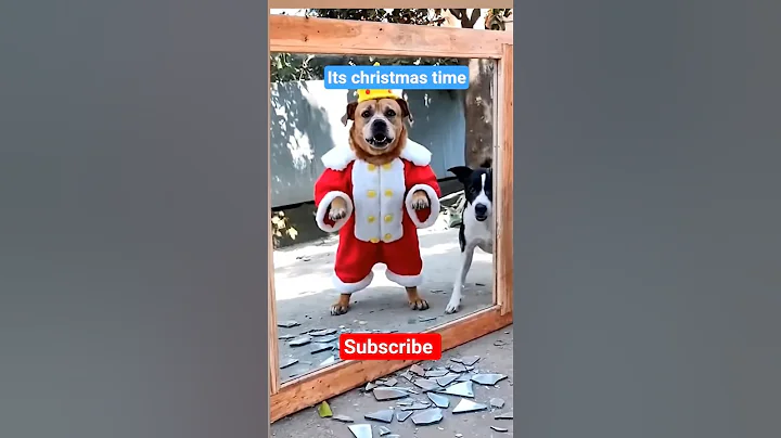 It's Christmas Time. subscribe #shorts #dog #christmas #comedy