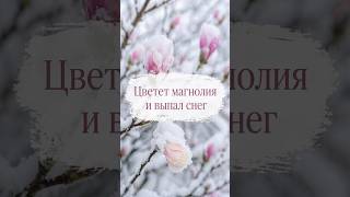 Весенние заморозки в саду: как природа проверяет ландшафт на прочность