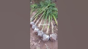 cây cau vua trồng công ty, trụ sở, đường phố , công viên...