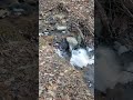 Relaxing winter creek