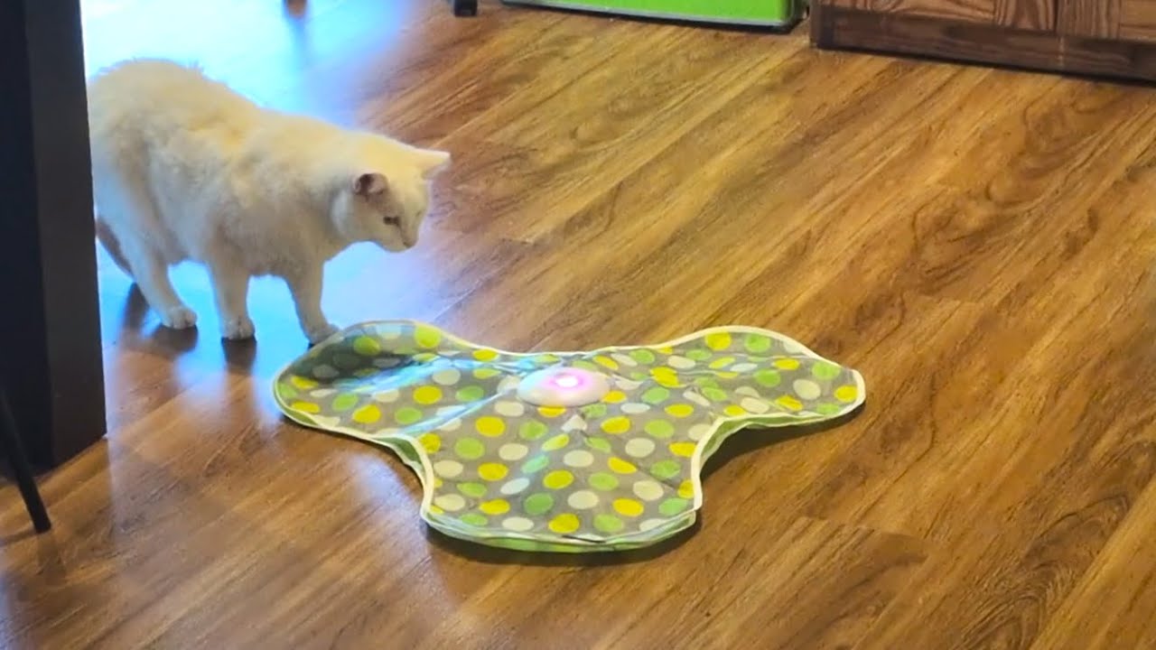 Is this the smartest cat toy?