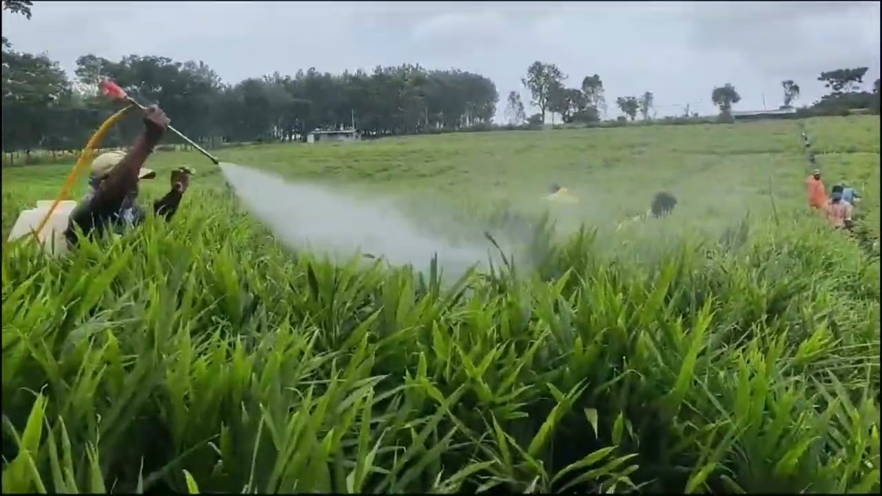 #ginger #gingerfield #gingerplantation #organicfarming #hardwork #touchwood #so happy for you all♥️