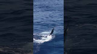 LIGHT TACKLE WHITE MARLIN MAYHEM FOR CAPT. STUART SIMPSON - MOROCCO