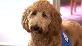 Lulu on the news! - Ballard Durand's funeral service dog