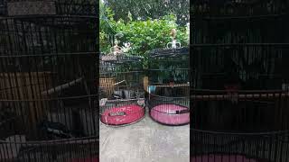 Adu Kicau Kacer Vs Murai Batu shorts kacerkonslet muraibatu