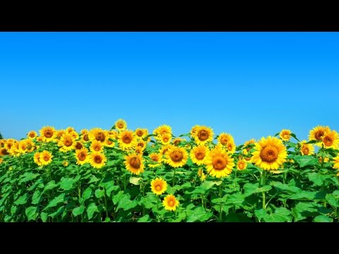 夏色の時間(新宿駅4番線)耳コピ