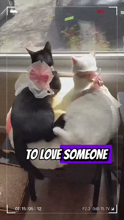 Successful relationship #cat #catlovers #yinyangwhiskers