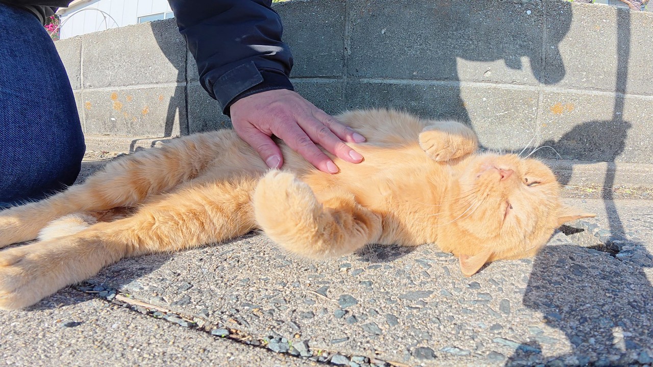 Рыжий кот выставляет напоказ свой живот, и человек делает ему массаж.