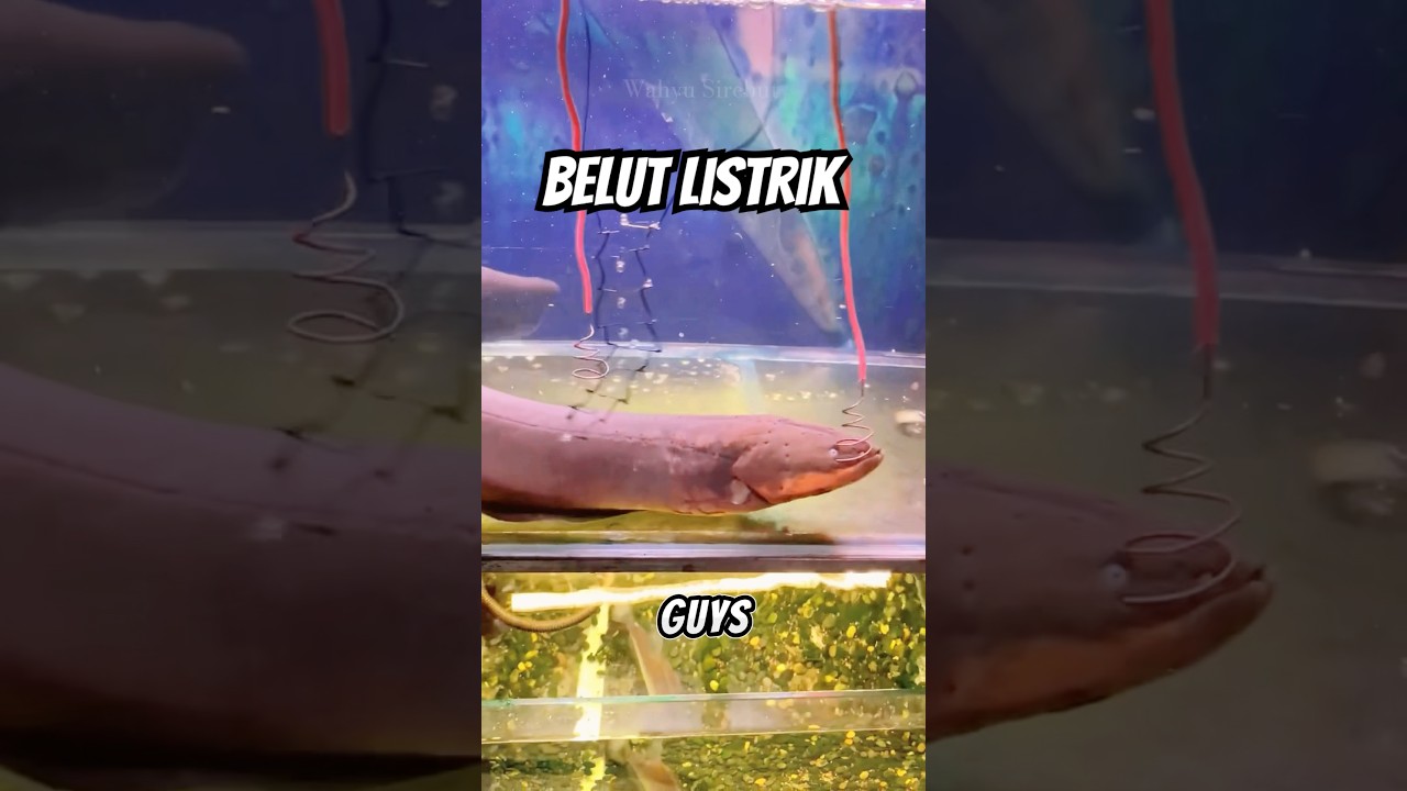 test sengatan belut listrik ‼️ ikan langsung klepek klepek 