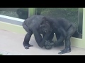 アニー&キヨマサ 121 Kids gorilla play Annie&Kiyomasa