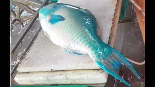 How to fillet parrot fish, fish market. Jeddah, Saudi Arabia