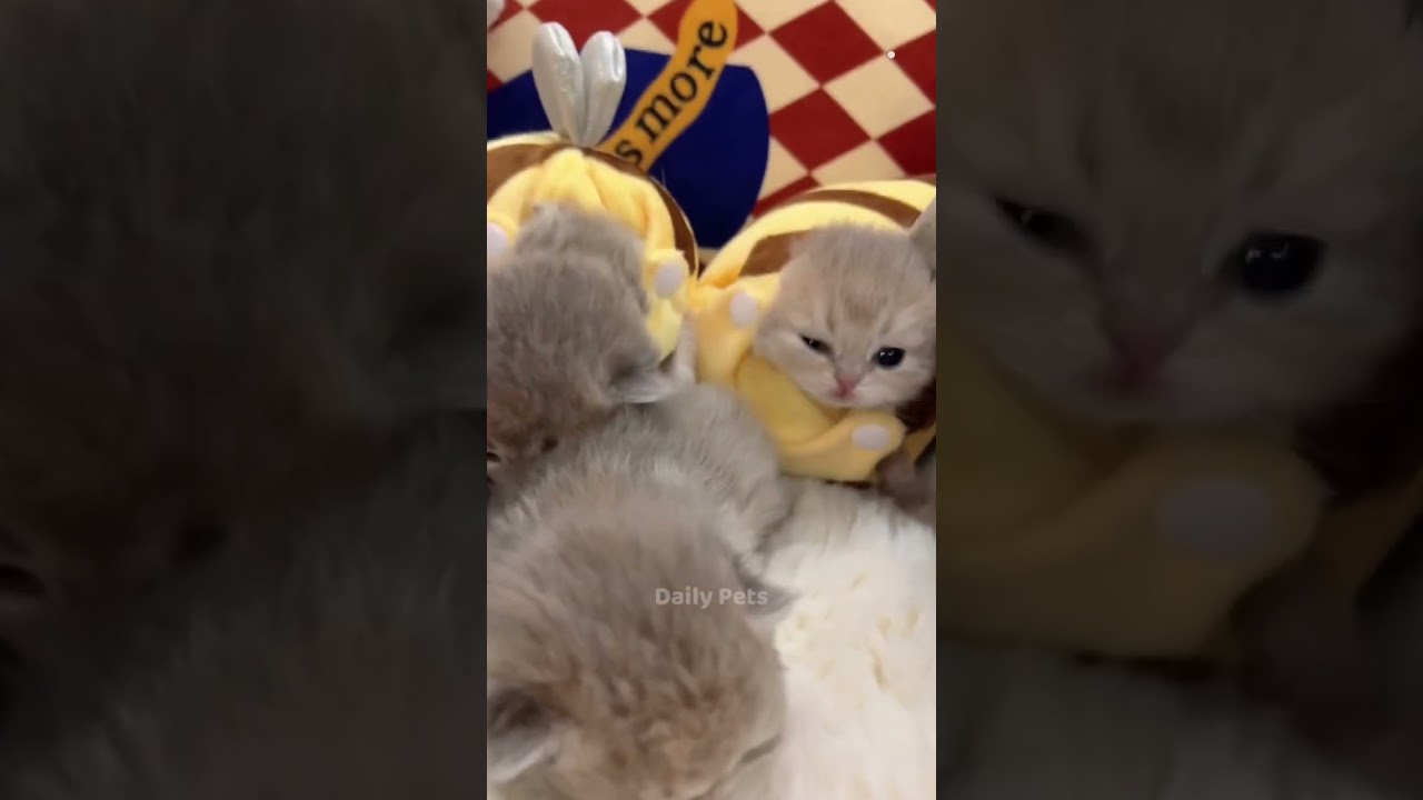 Cute Cats 🥰😻😻💕 