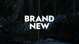 Wild, Smart And Deadly Extraordinary Creatures