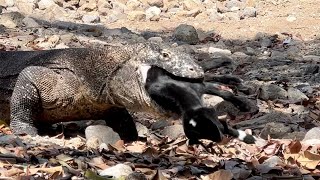 Today The Komodo Dragon Swallowed Baby Goat Whole