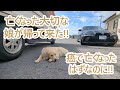 奇跡が起きる。癌で亡くなった最愛の娘が夜ひょっこり帰って来た。ゴールデンレトリバーティト