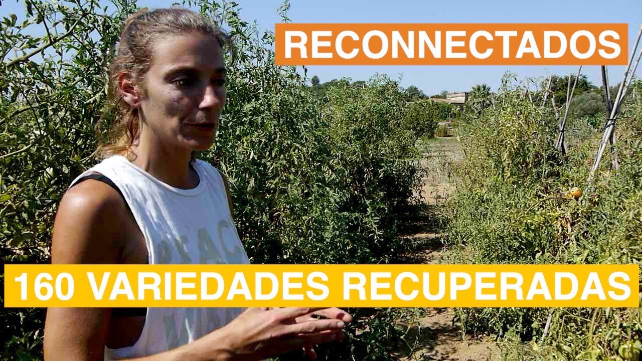 POR QUÉ LOS TOMATES YA NO SABEN A TOMATE? 160 variedades antiguas recuperadas en l'HORTA DE LA MERCÈ