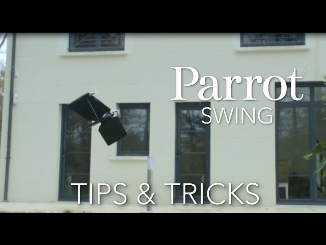 parrot swing tricks