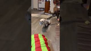 Mon chat est handicapé et court bien// cat_4k_hd